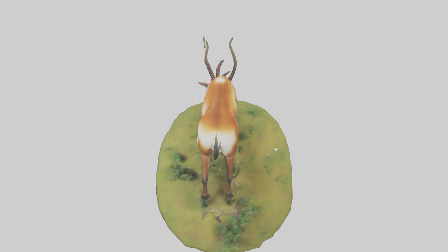 Forest Antelope grazing model 3D model