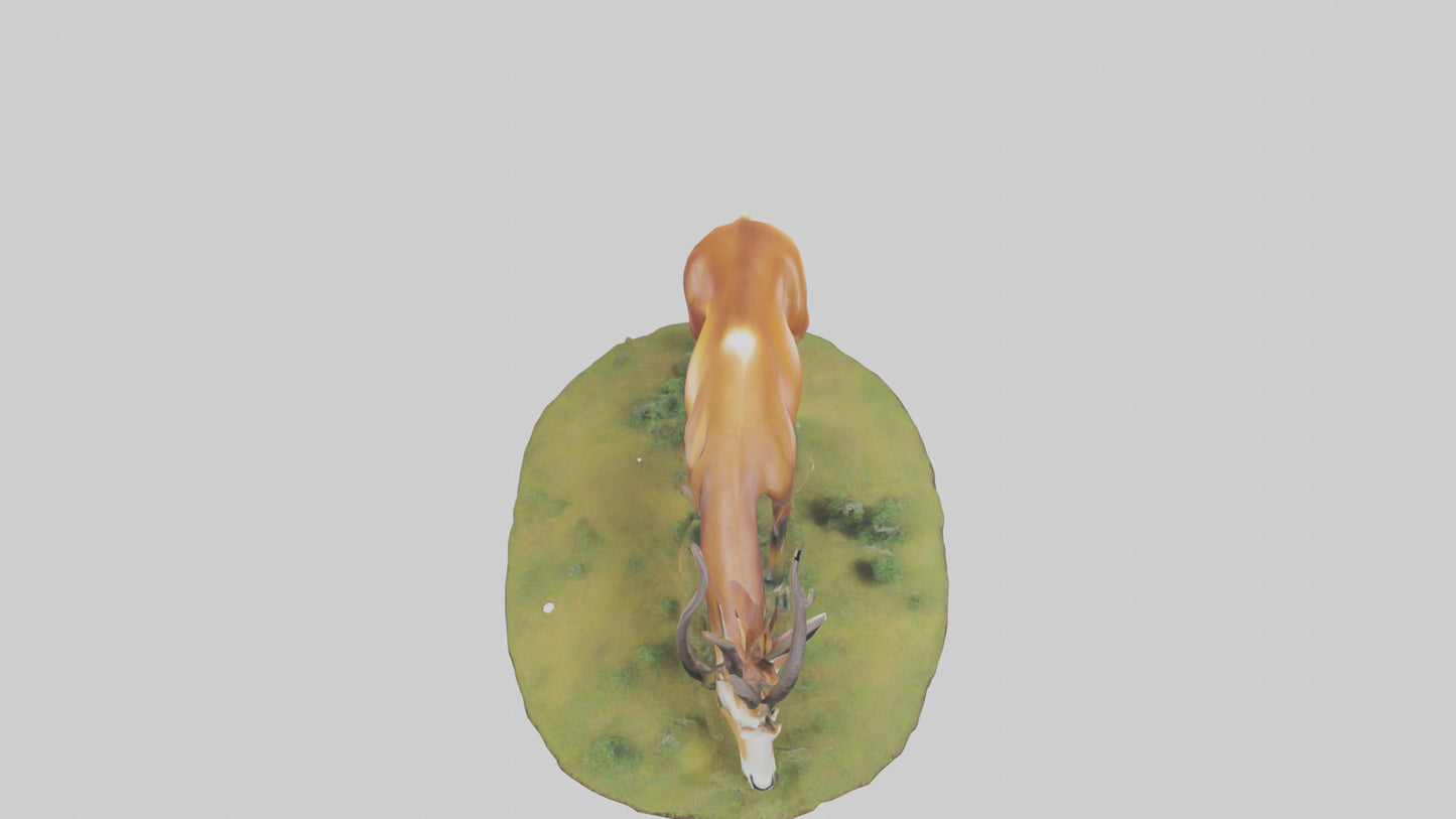 Forest Antelope grazing model 3D model