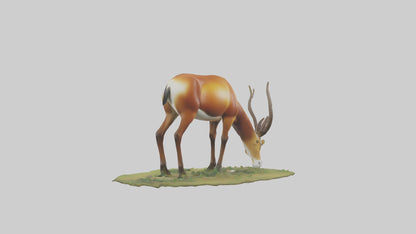 Forest Antelope grazing model 3D model