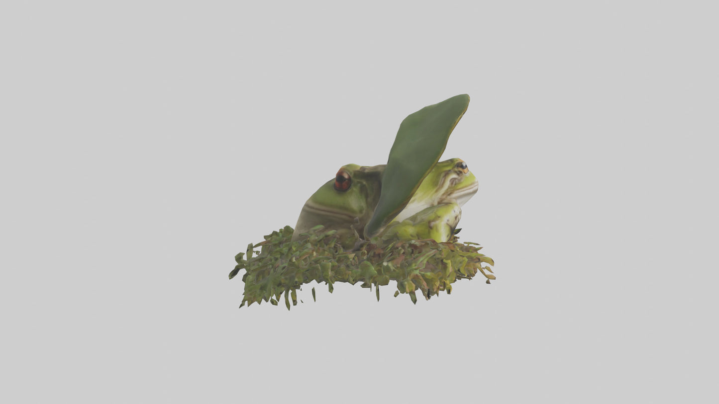 Forest Frog hiding model 3D model
