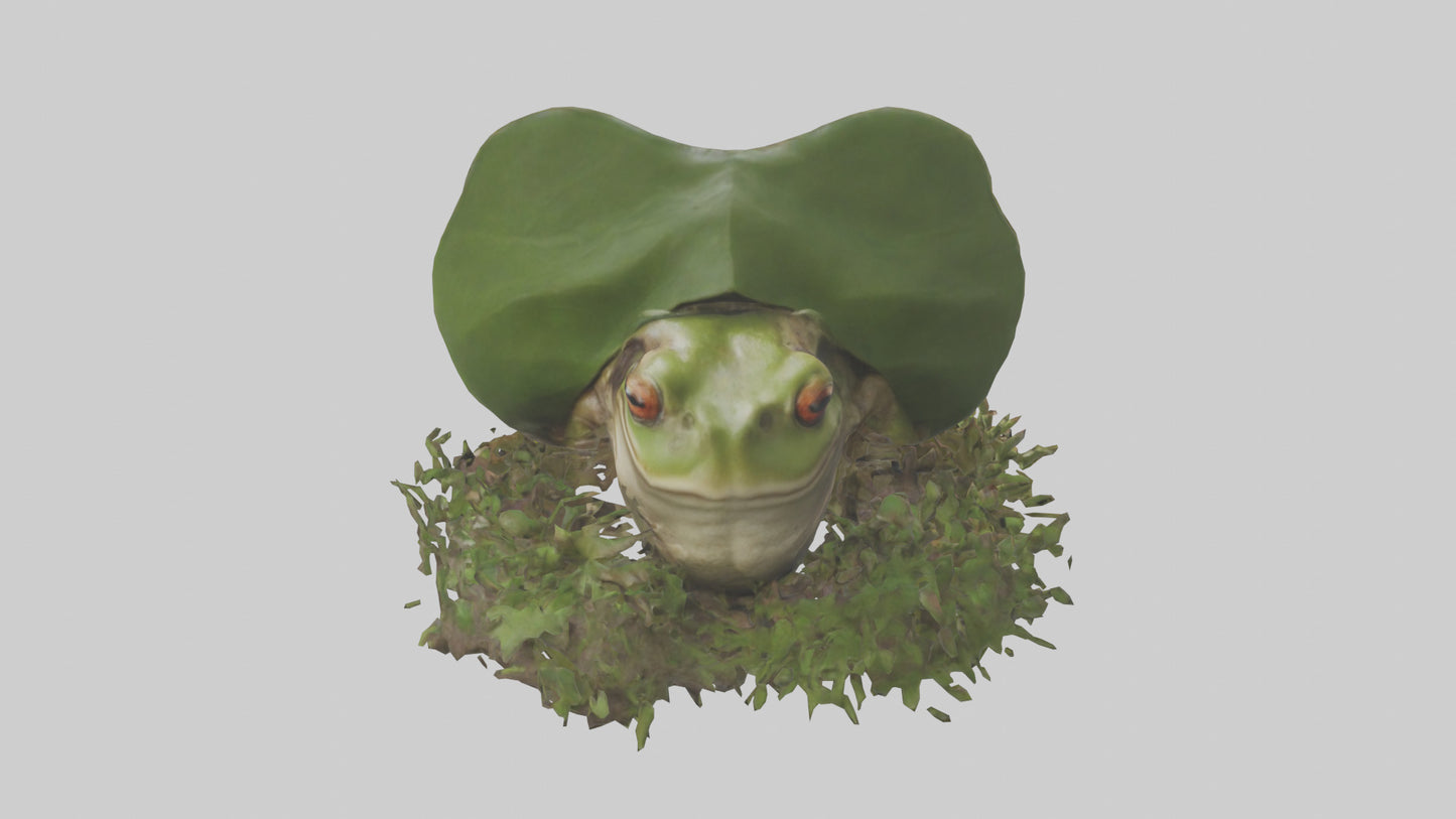 Forest Frog hiding model 3D model