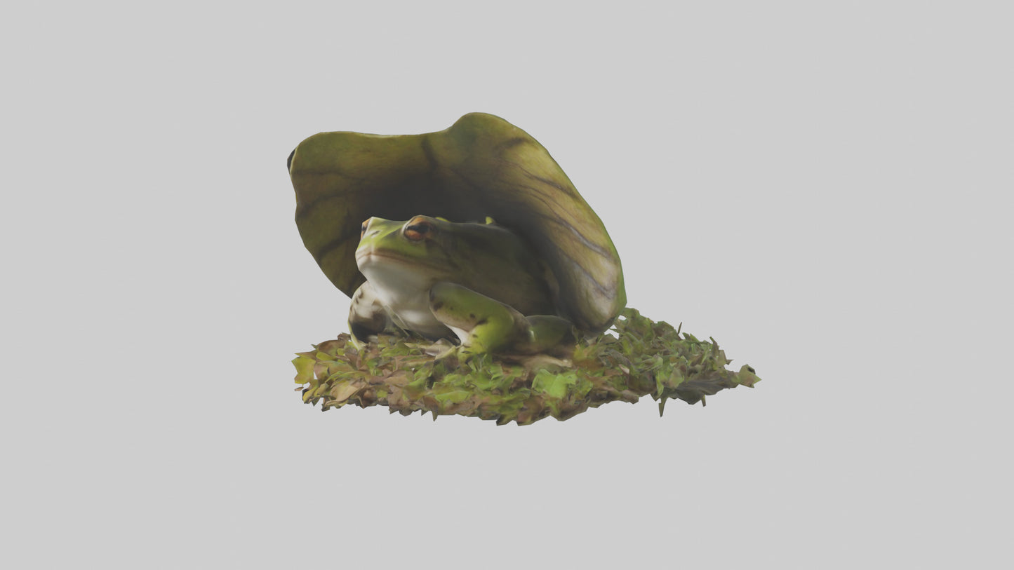 Forest Frog hiding model 3D model