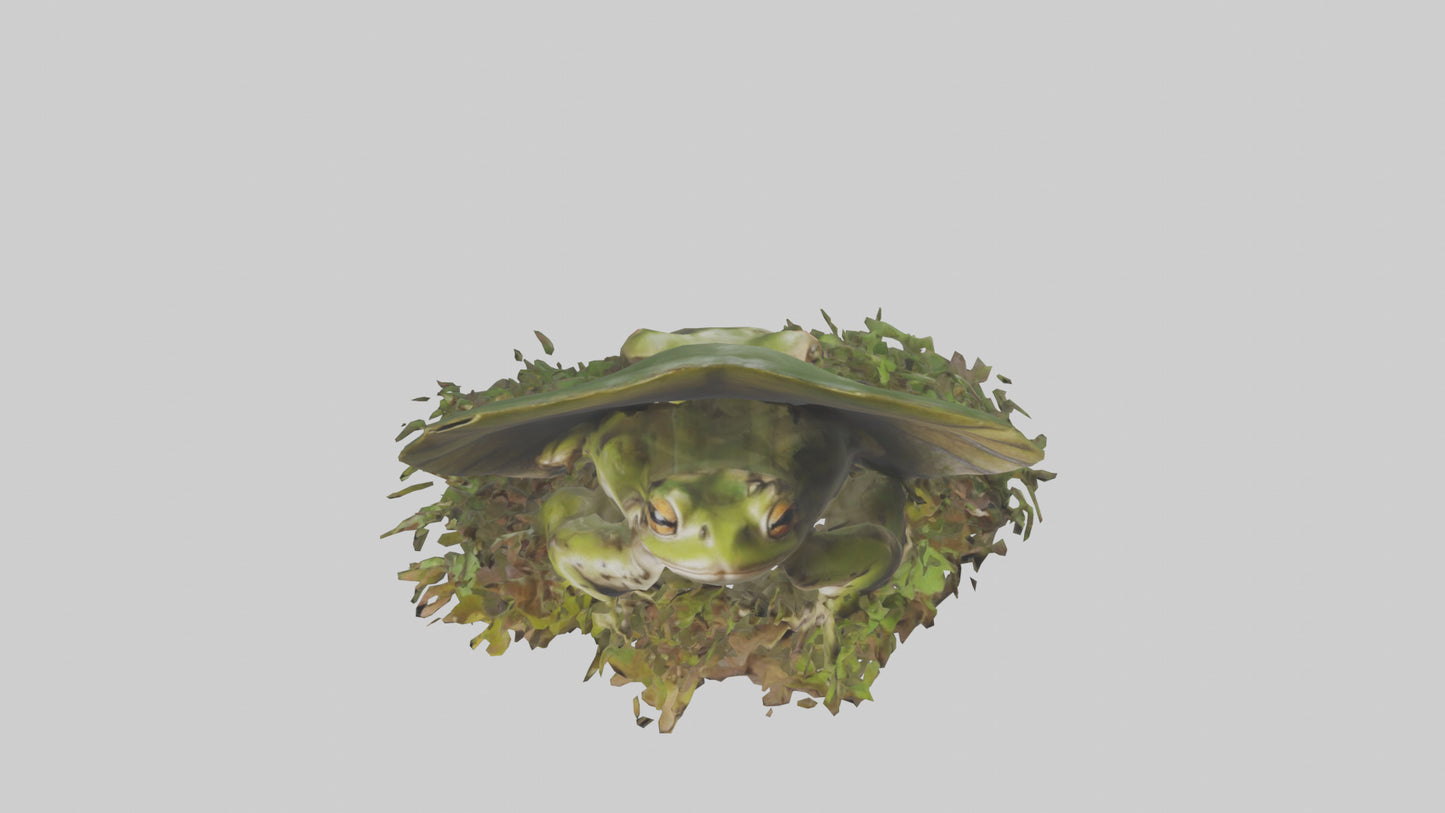 Forest Frog hiding model 3D model