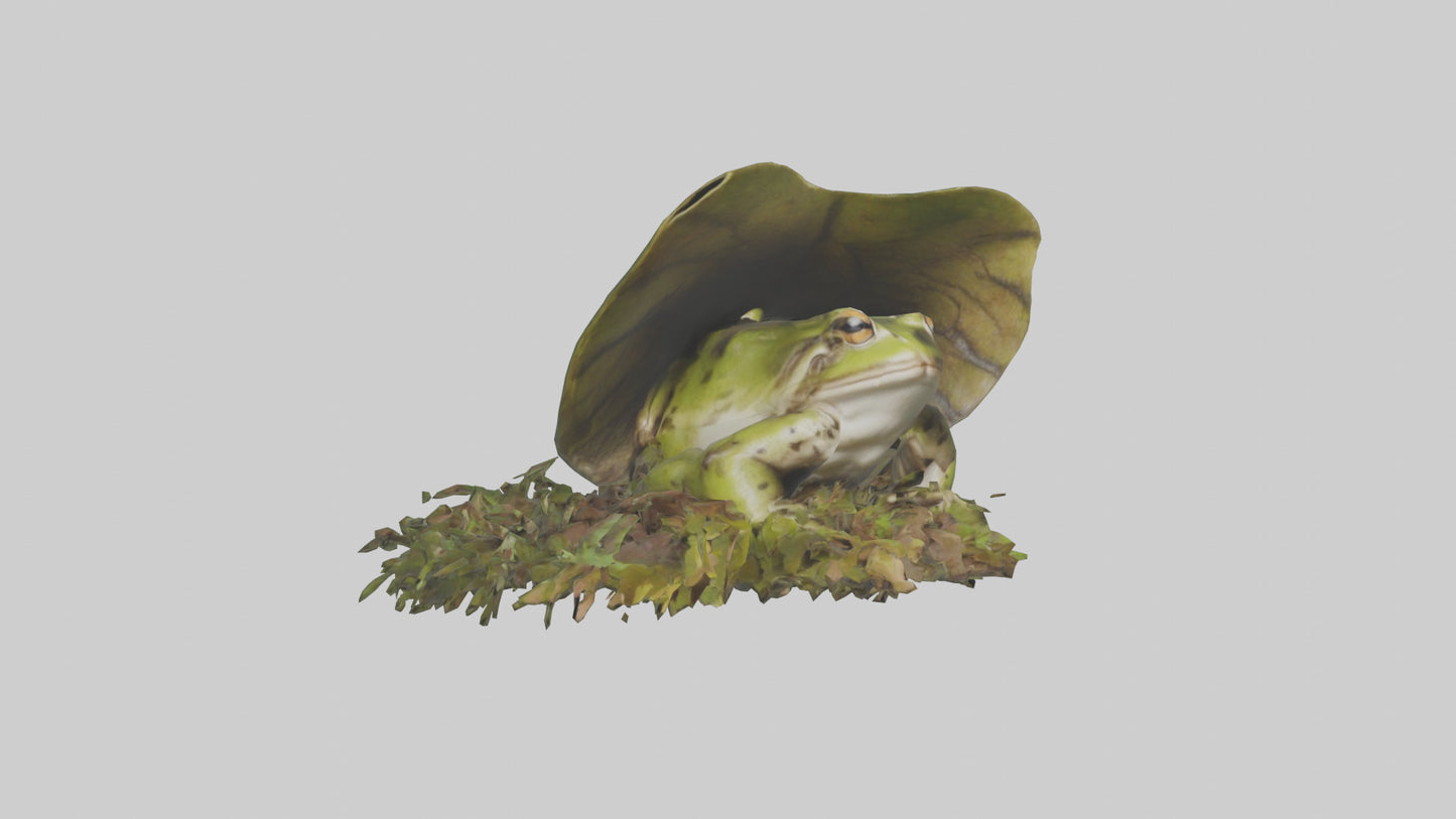 Forest Frog hiding model 3D model