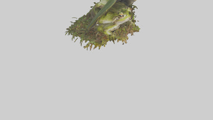 Forest Frog hiding model 3D model