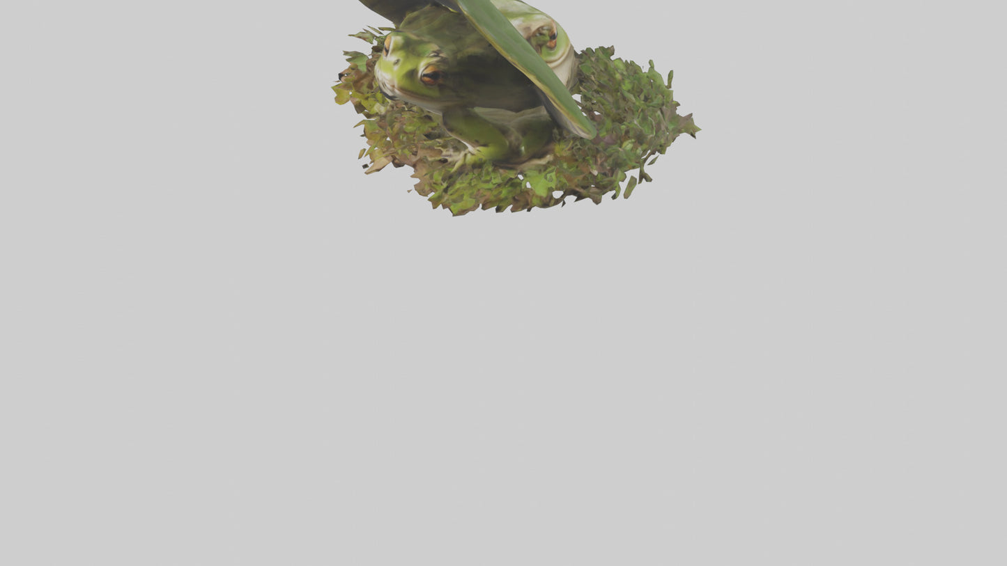 Forest Frog hiding model 3D model