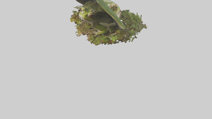 Forest Frog hiding model 3D model