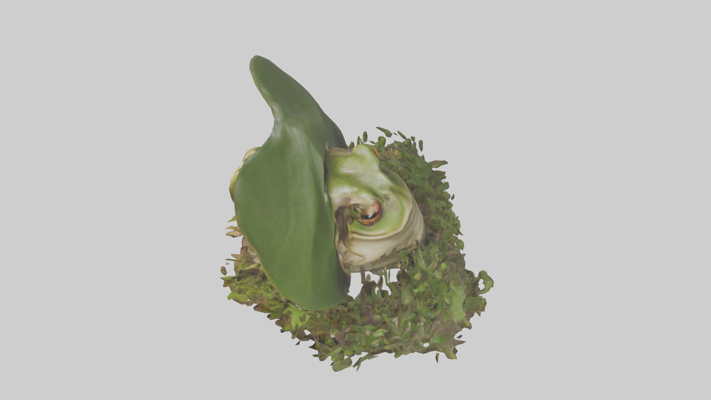 Forest Frog hiding model 3D model
