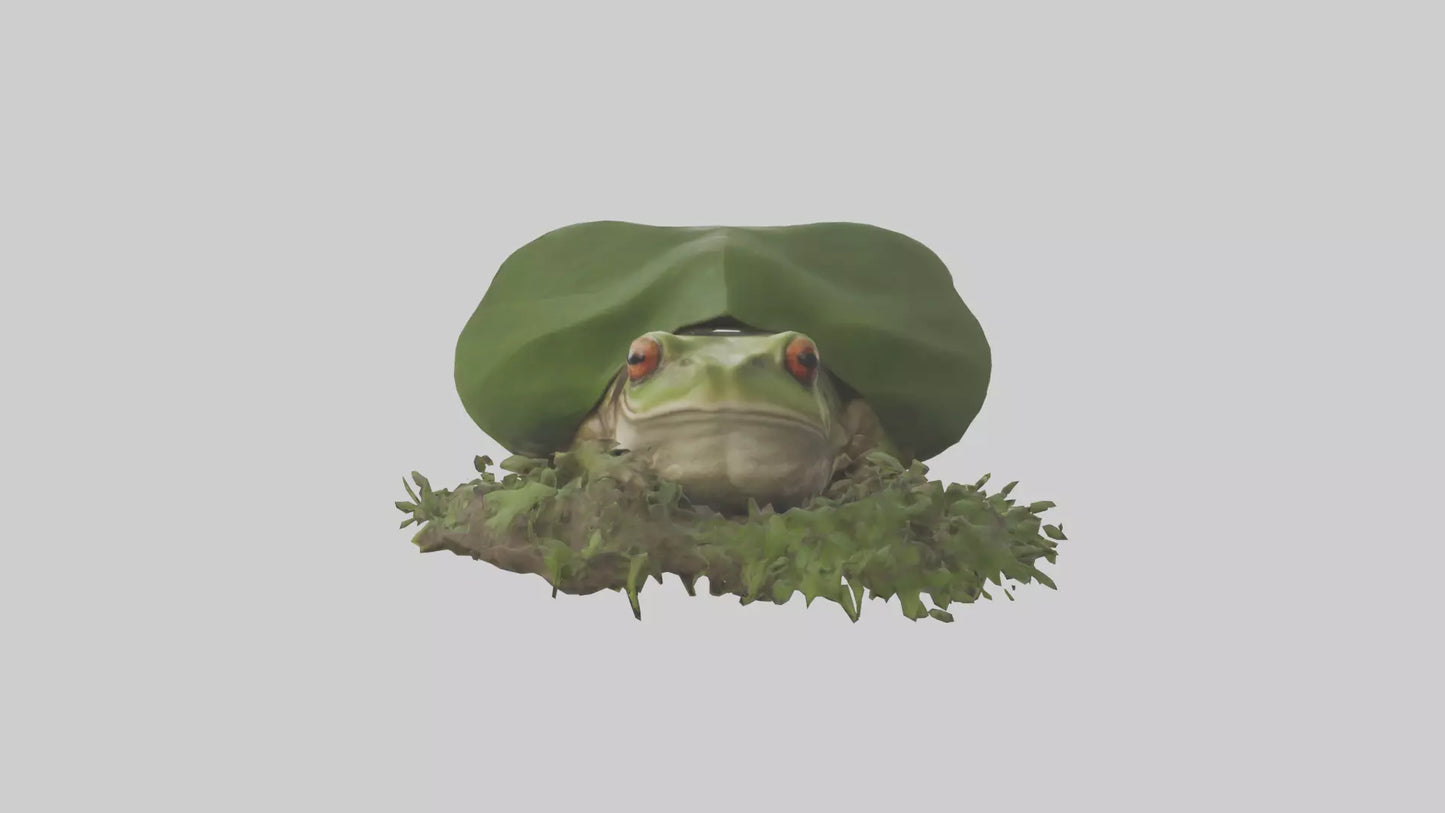 Forest Frog hiding model 3D model