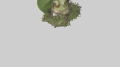Forest Frog hiding model 3D model