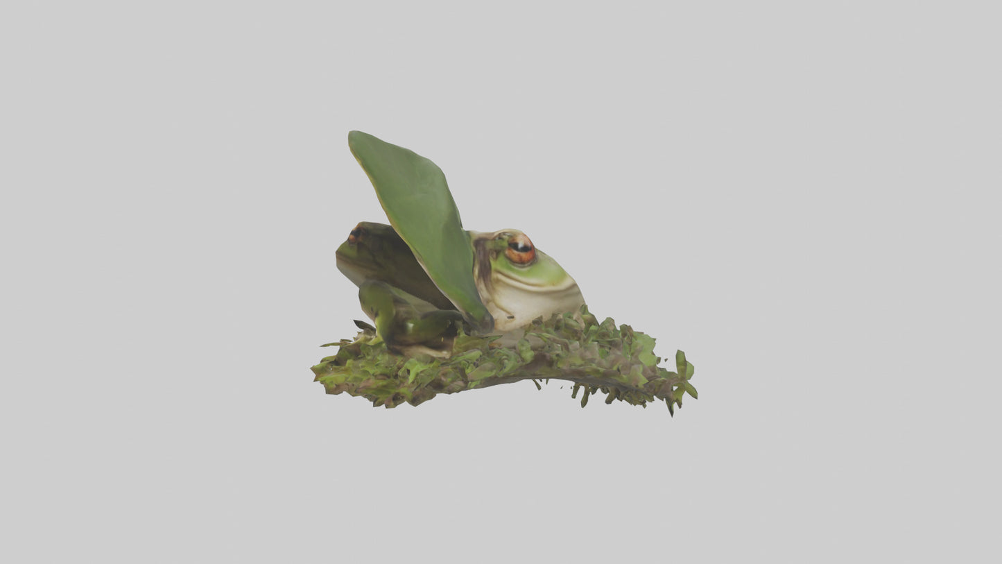 Forest Frog hiding model 3D model