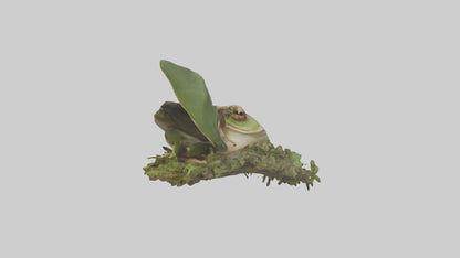 Forest Frog hiding model 3D model