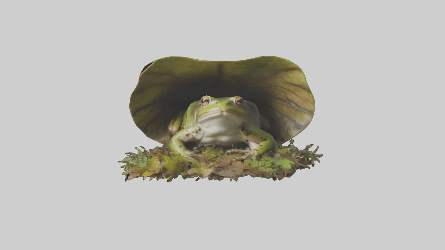 Forest Frog hiding model 3D model