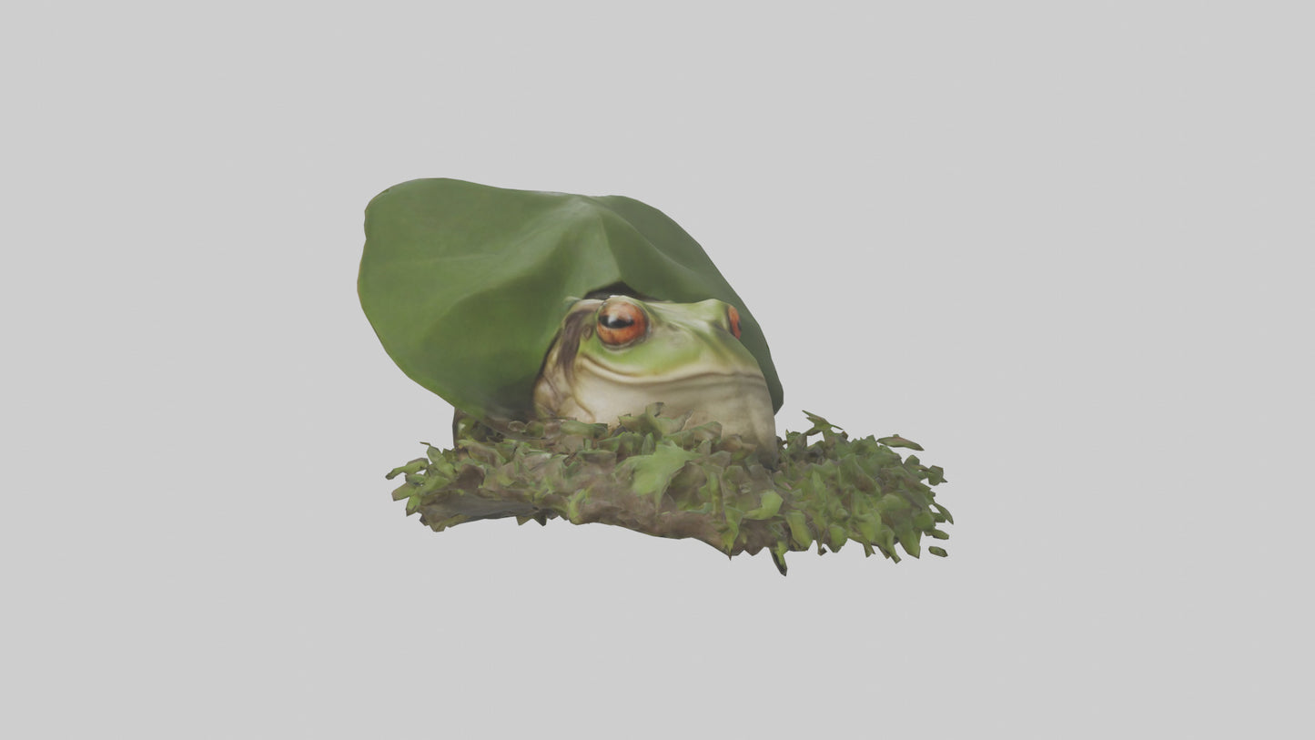 Forest Frog hiding model 3D model
