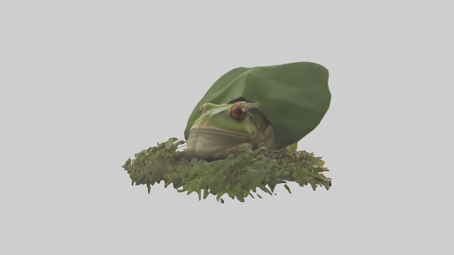 Forest Frog hiding model 3D model