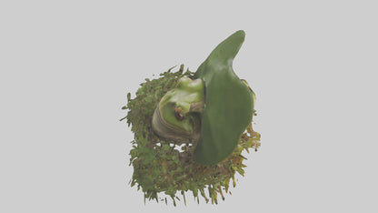 Forest Frog hiding model 3D model