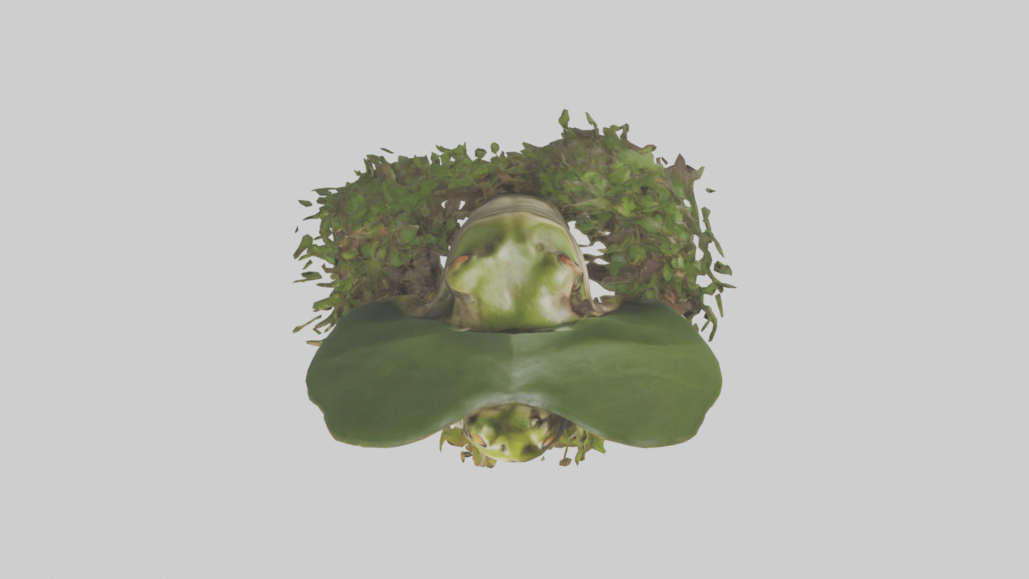 Forest Frog hiding model 3D model