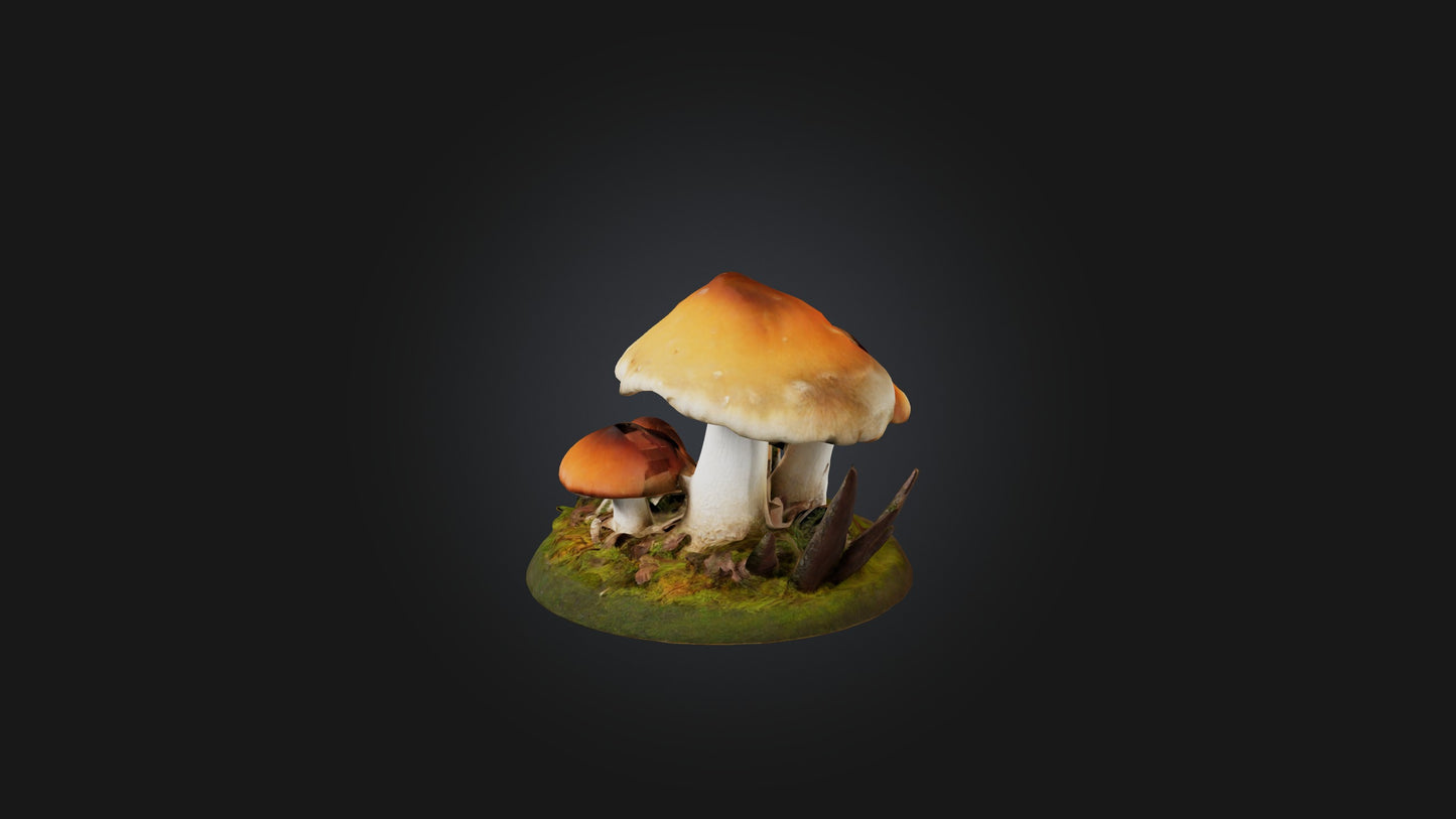 3D model Forest Mushroom Model VR / AR / low-poly