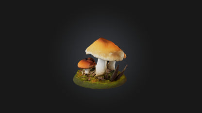 3D model Forest Mushroom Model VR / AR / low-poly