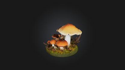3D model Forest Mushroom Model VR / AR / low-poly