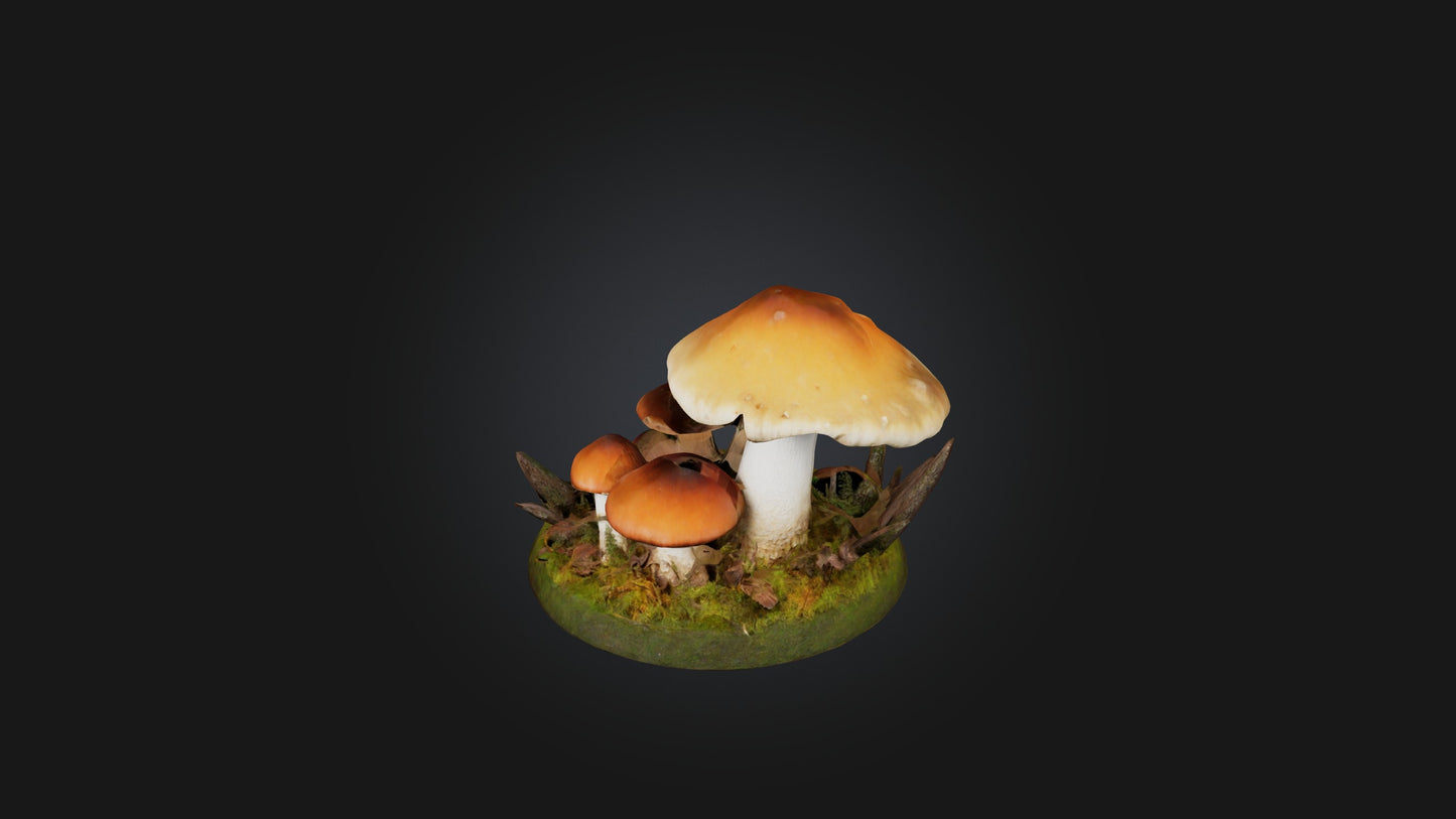 3D model Forest Mushroom Model VR / AR / low-poly