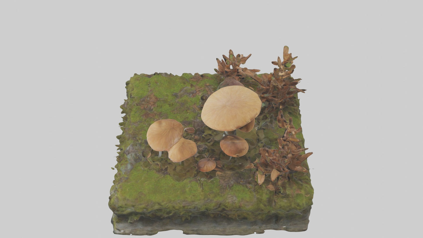 3D model Forestfloor Model VR / AR / low-poly