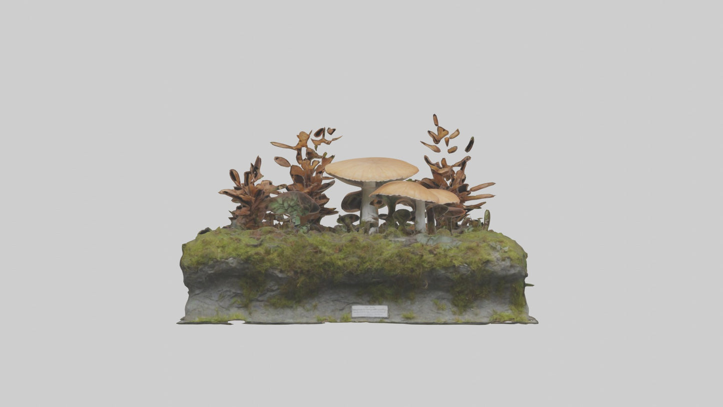 3D model Forestfloor Model VR / AR / low-poly