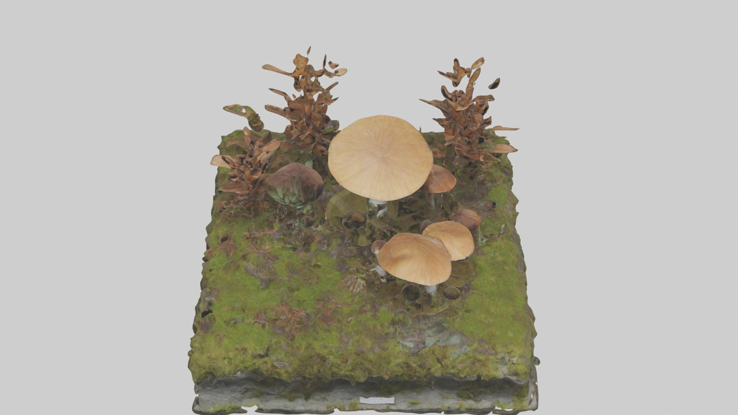 3D model Forestfloor Model VR / AR / low-poly