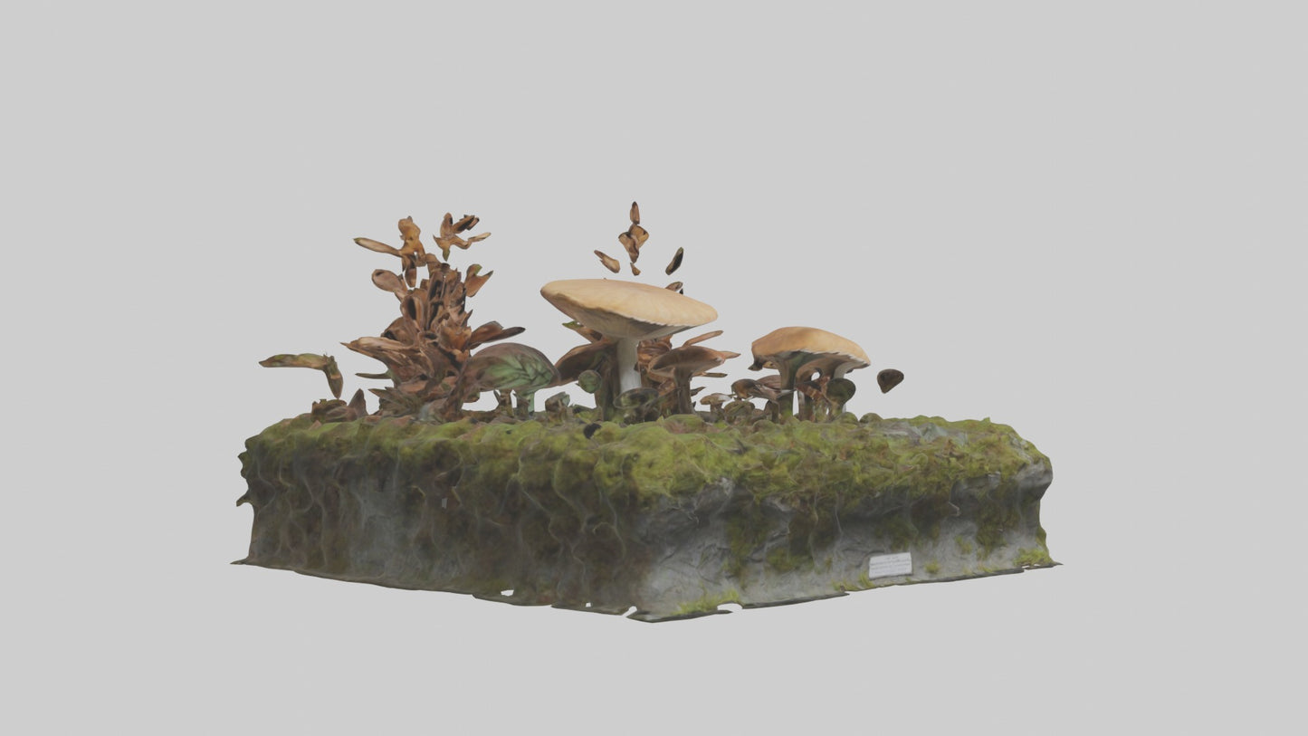 3D model Forestfloor Model VR / AR / low-poly