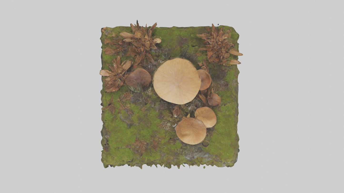 3D model Forestfloor Model VR / AR / low-poly