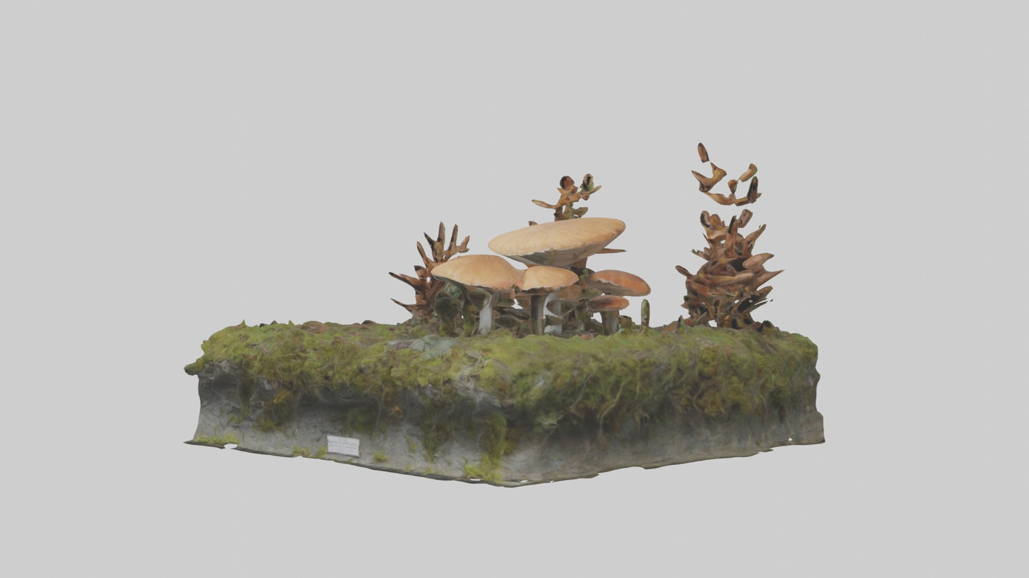 3D model Forestfloor Model VR / AR / low-poly