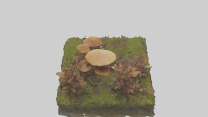 3D model Forestfloor Model VR / AR / low-poly