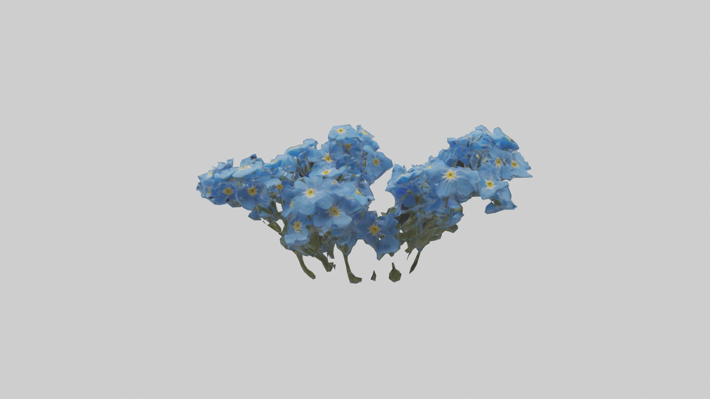 3D model Forgetmenot flower model VR / AR / low-poly