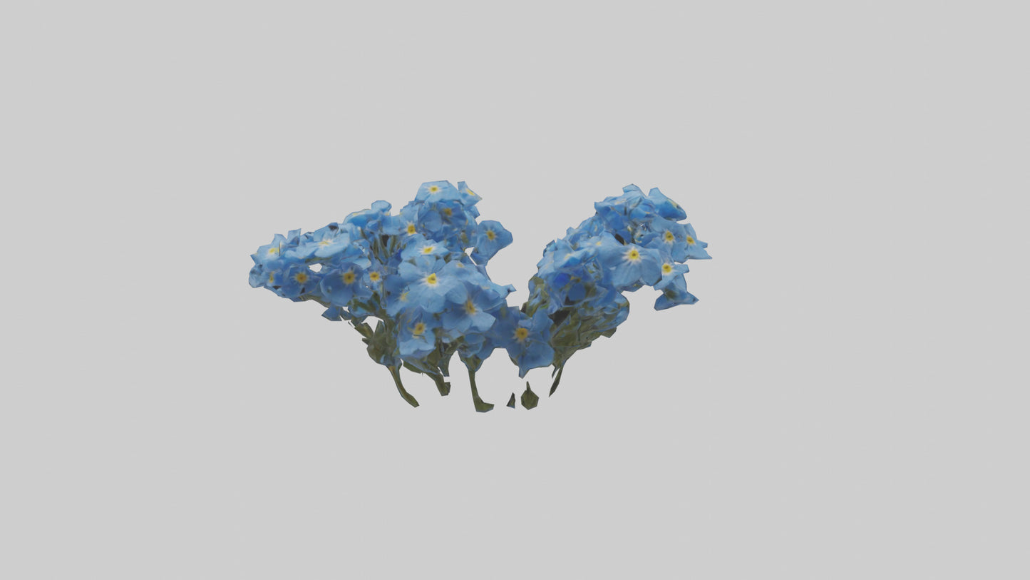 3D model Forgetmenot flower model VR / AR / low-poly