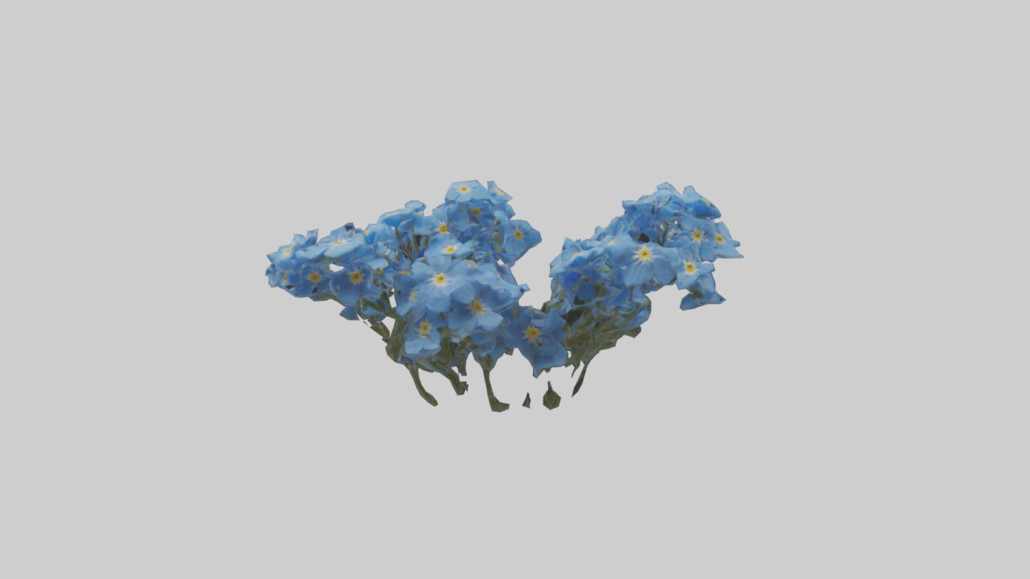 3D model Forgetmenot flower model VR / AR / low-poly