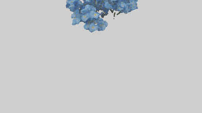 3D model Forgetmenot flower model VR / AR / low-poly