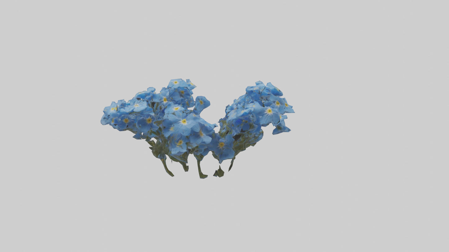 3D model Forgetmenot flower model VR / AR / low-poly