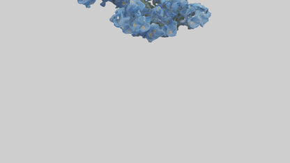 3D model Forgetmenot flower model VR / AR / low-poly