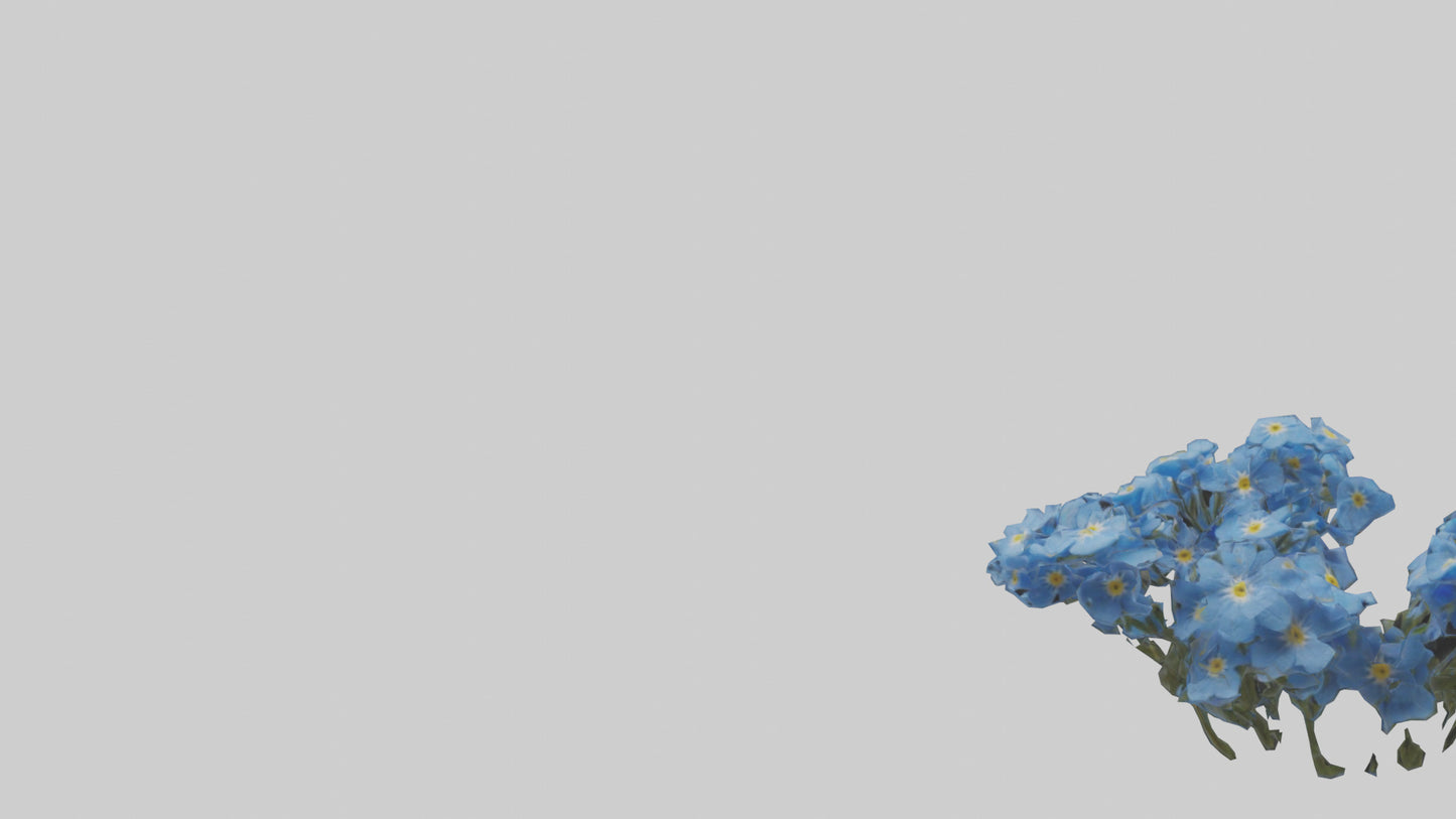 3D model Forgetmenot flower model VR / AR / low-poly