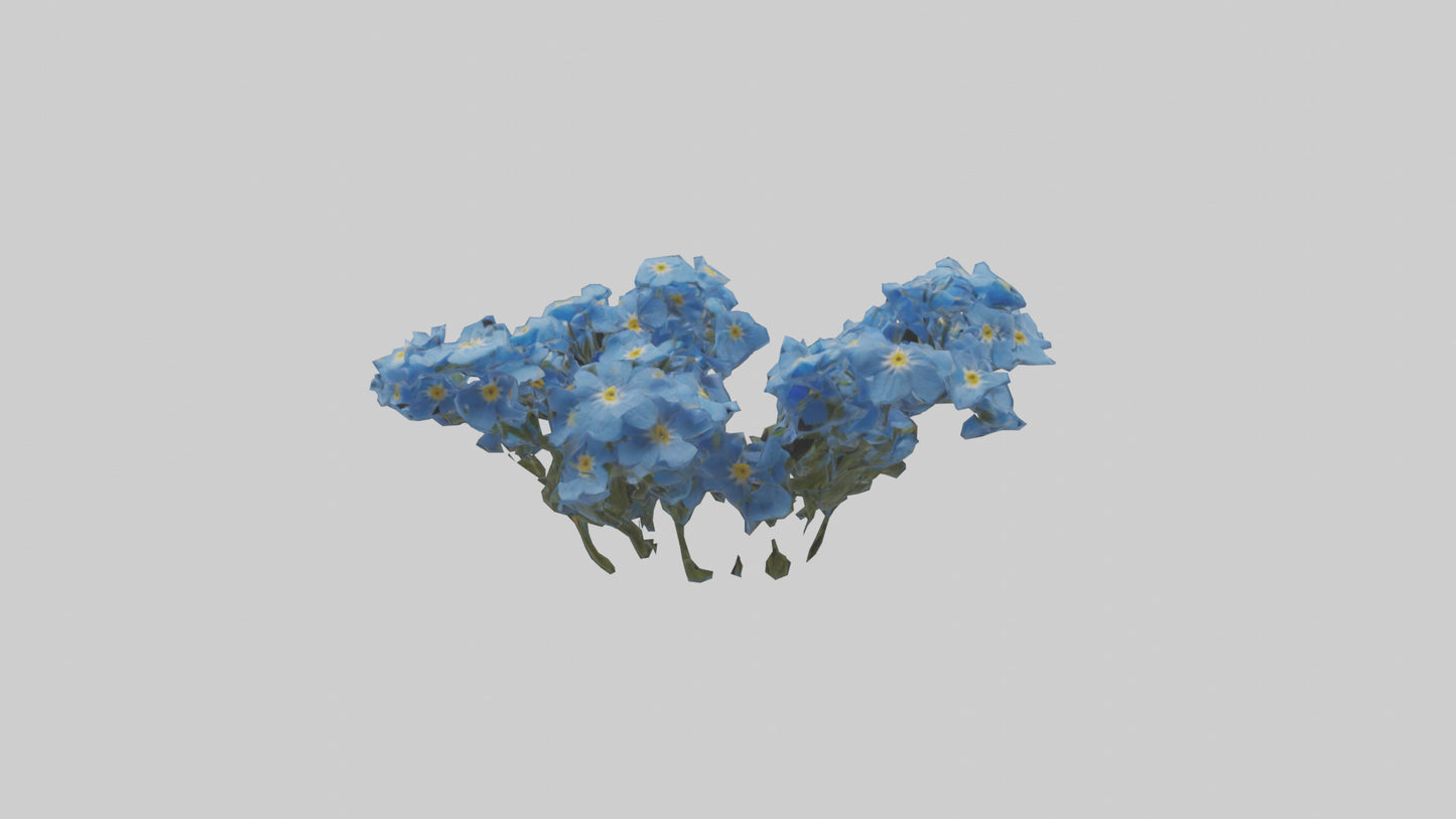 3D model Forgetmenot flower model VR / AR / low-poly