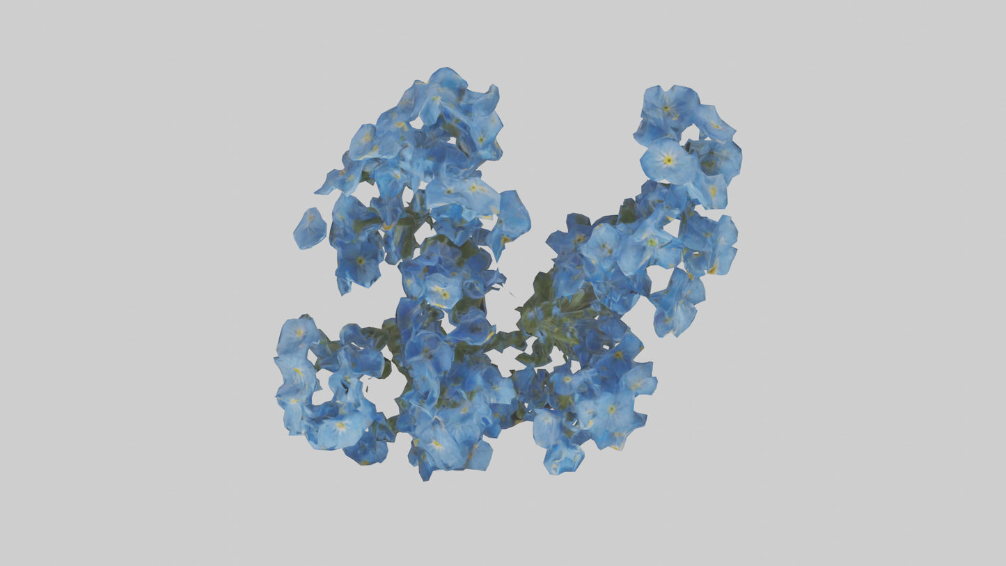 3D model Forgetmenot flower model VR / AR / low-poly