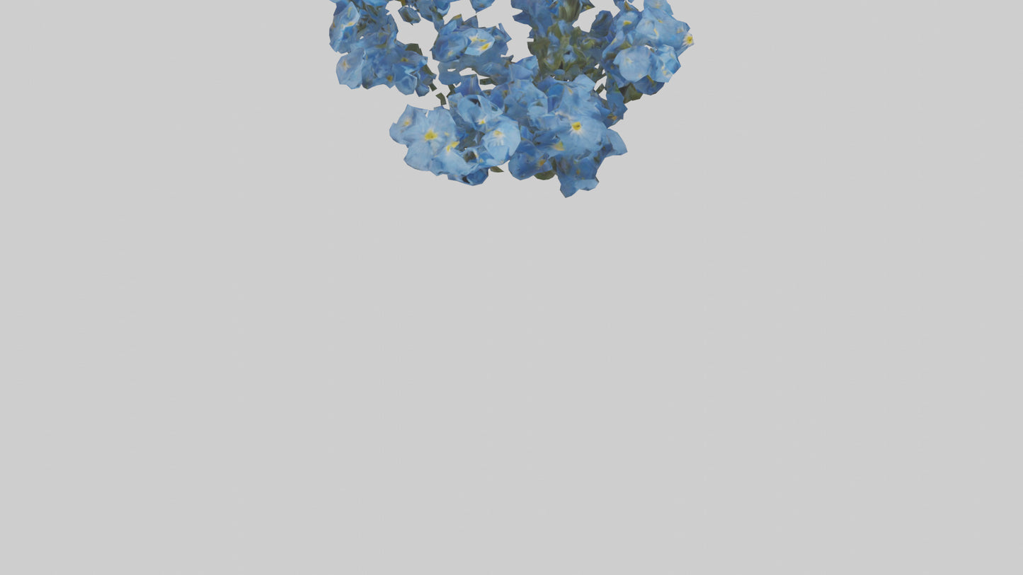 3D model Forgetmenot flower model VR / AR / low-poly