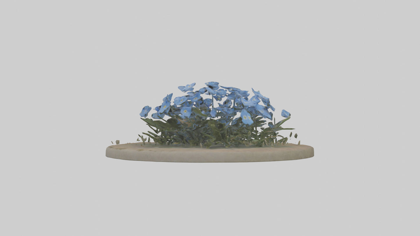 Forgetmenot model 3D model
