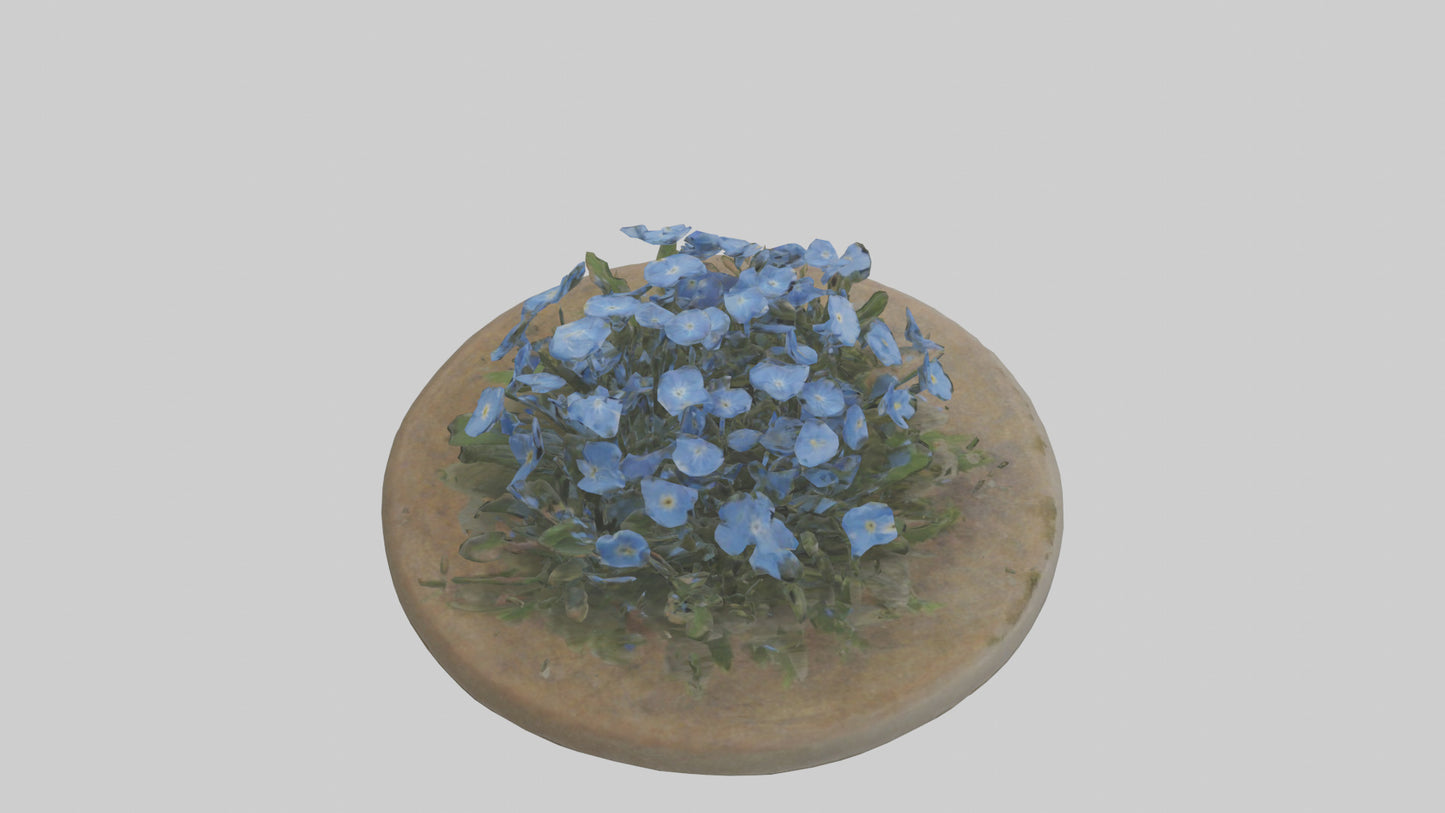 Forgetmenot model 3D model