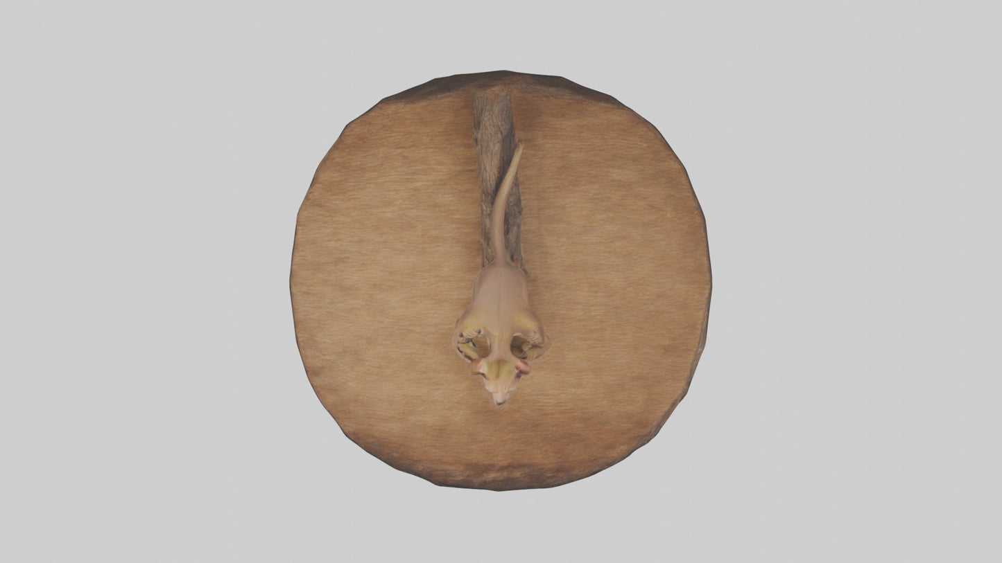 3D model Fossa climbing tree model VR / AR / low-poly