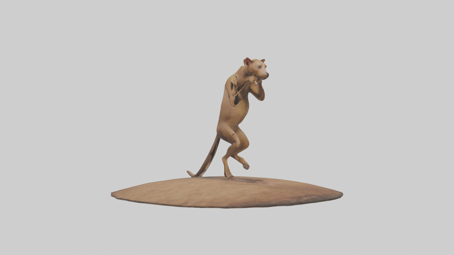3D model Fossa climbing tree model VR / AR / low-poly