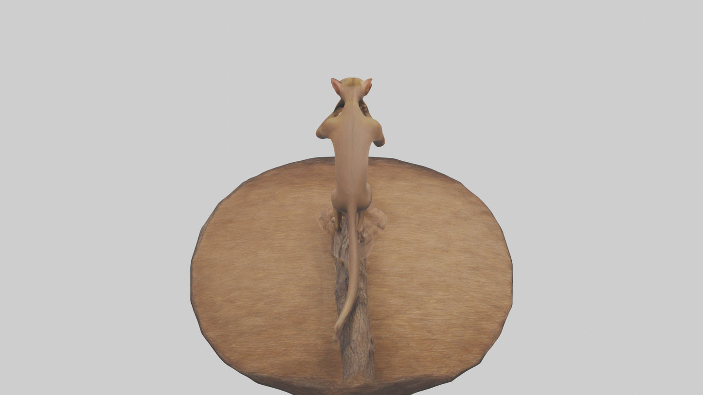 3D model Fossa climbing tree model VR / AR / low-poly
