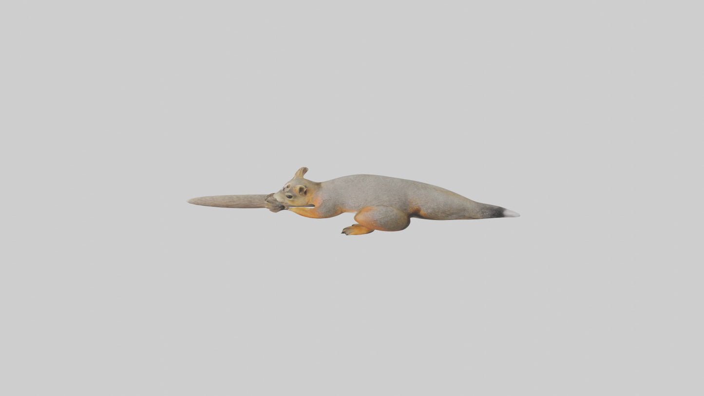 Fox Squirrel perched model VR / AR / low-poly