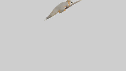 Fox Squirrel perched model VR / AR / low-poly