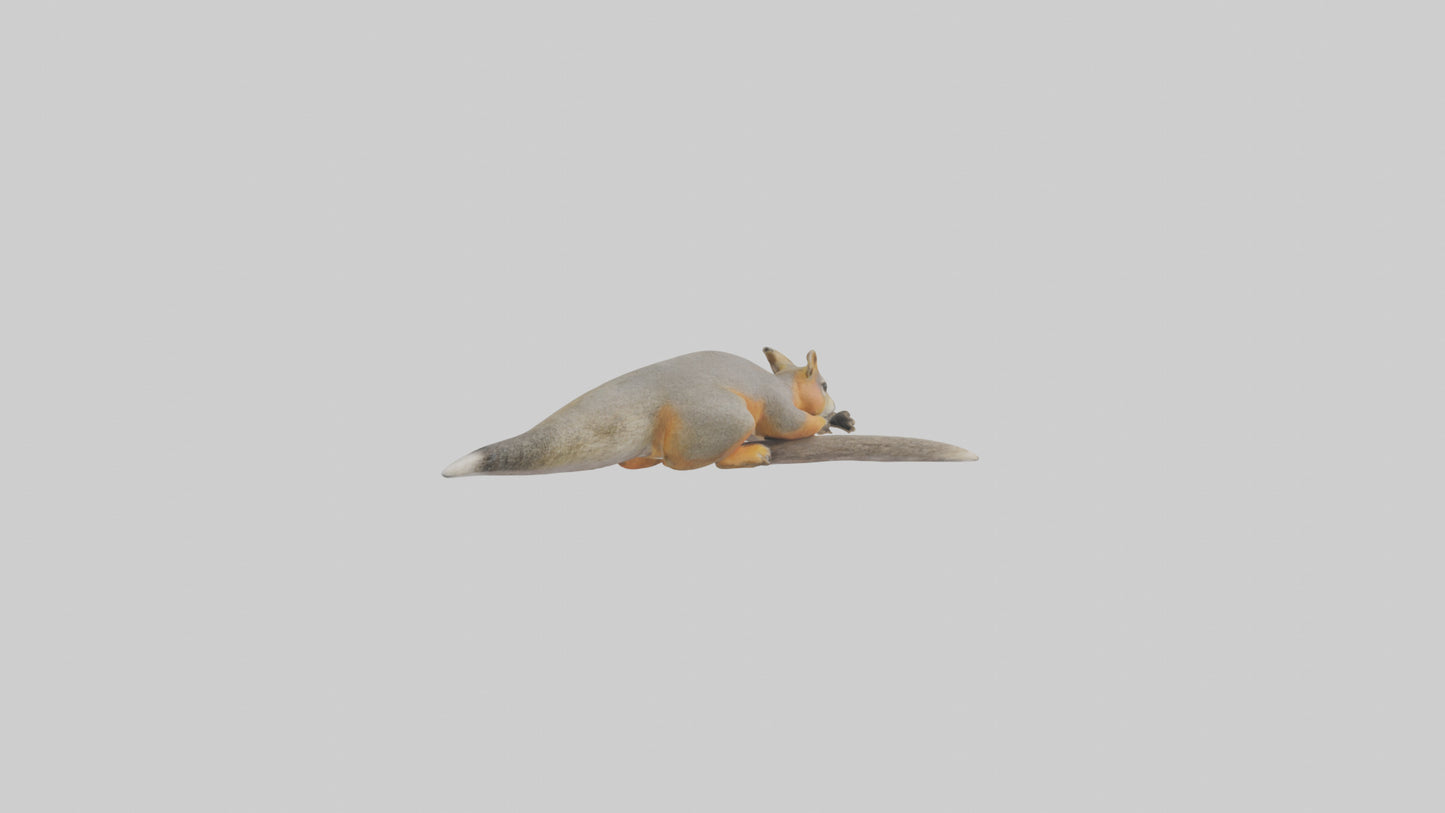 Fox Squirrel perched model VR / AR / low-poly